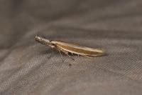 Pleurota aristella