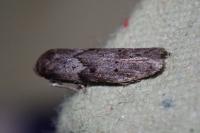 Blastobasis glandulella