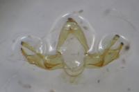Blastobasis glandulella