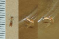 Batia lunaris