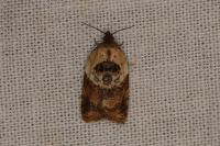 Acleris variegana