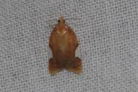 Acleris holmiana