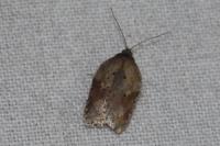 Acleris schalleriana
