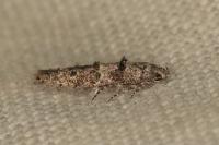Sorhagenia