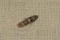 Sorhagenia