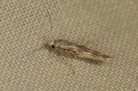 Palumbina guerinii
