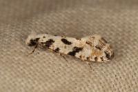 Nemapogon nevadellus