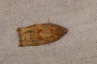 Archips xylosteana