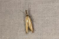 Pleurota honorella