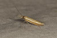 Pleurota honorella