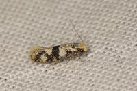 Infurcitinea atrifasciella