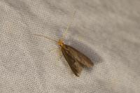 Eurodachtha pallicornella