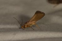 Crassa unitella