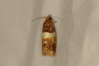 Epinotia festivana