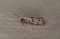 Scythropia crataegella