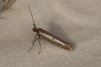 Parahyponomeuta egregiella