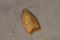 Acleris forsskaleana
