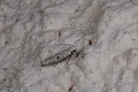 Yponomeuta plumbella