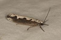 Ethmia bipunctella