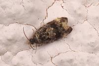 Endothenia