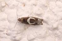Epiblema foenella