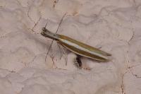 Pleurota aristella