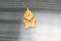Clepsis consimilana