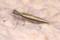 Pleurota aristella