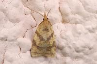 Sparganothis pilleriana