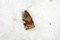 Archips xylosteana