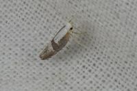 Argyresthia spinosella