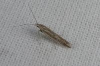 Coleophora