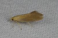 Crassa tinctella