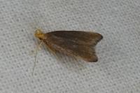 Eurodachtha pallicornella