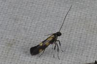 Euspilapteryx auroguttella