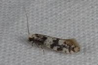 Infurcitinea