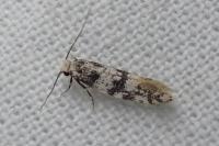 Infurcitinea