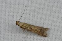 Metzneria lappella