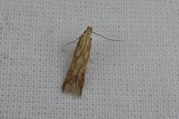Metzneria lappella