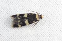 Oegoconia