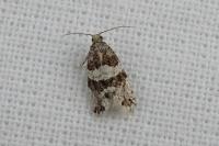 Isotrias
