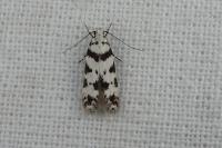 Pseudotelphusa scalella