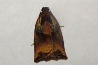 Archips podana