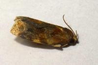 Archips xylosteana