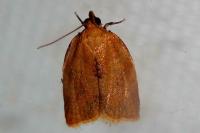 Clepsis consimilana