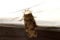 Endrosis sarcitrella