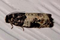 Gypsonoma sociana