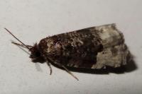 Hedya pruniana