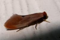 Tinea semifulvella