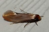 Tinea semifulvella